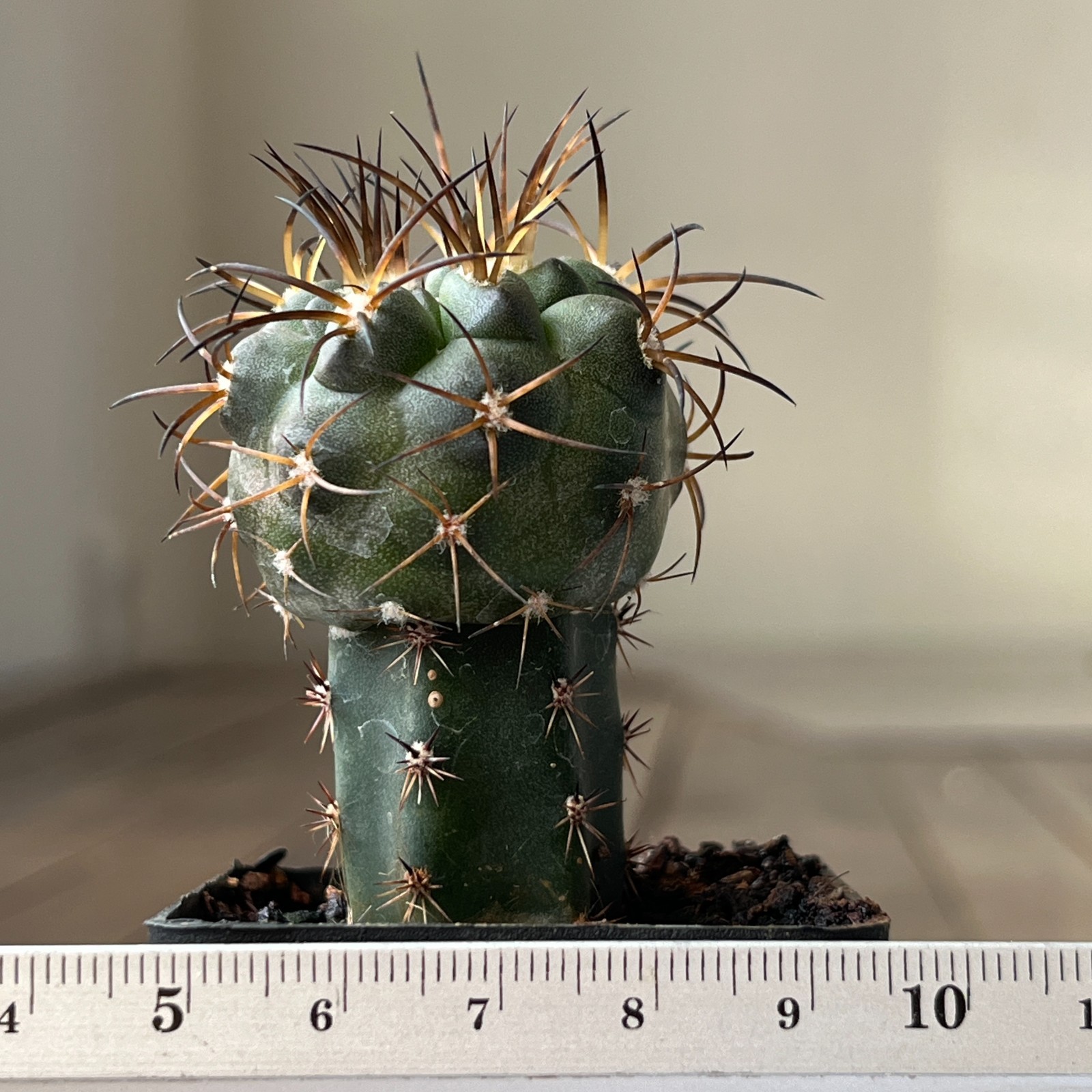 A23-815 Copiapoa schulziana, JN1717, Mina La Gloria, 560m, grafted