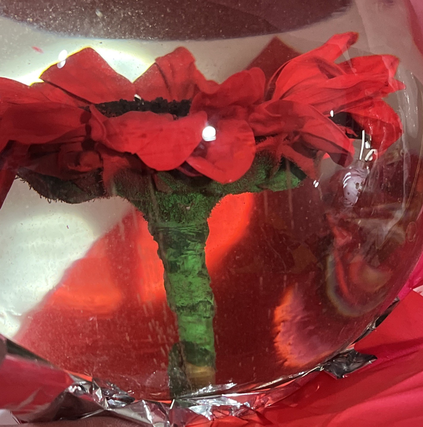 Vtg. Red Eternal Real Gerber Daisy Preserved Ball In Water Dome/Globe; Lg 6”-7”