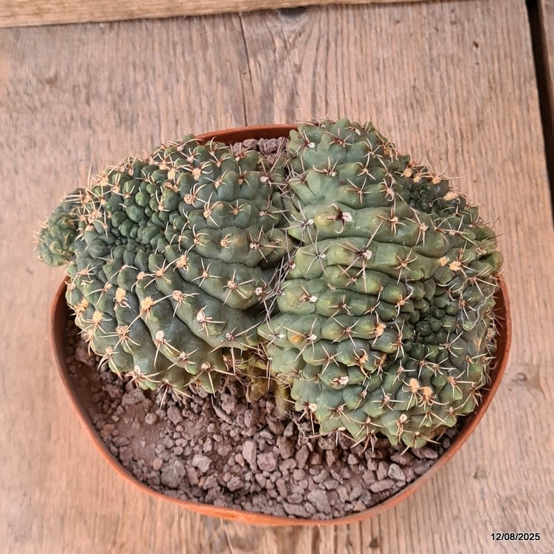 D5912 GYMNOCALYCIUM BALDIANUM CRESTED pot14-H11-W16 cm MaMa Cactus