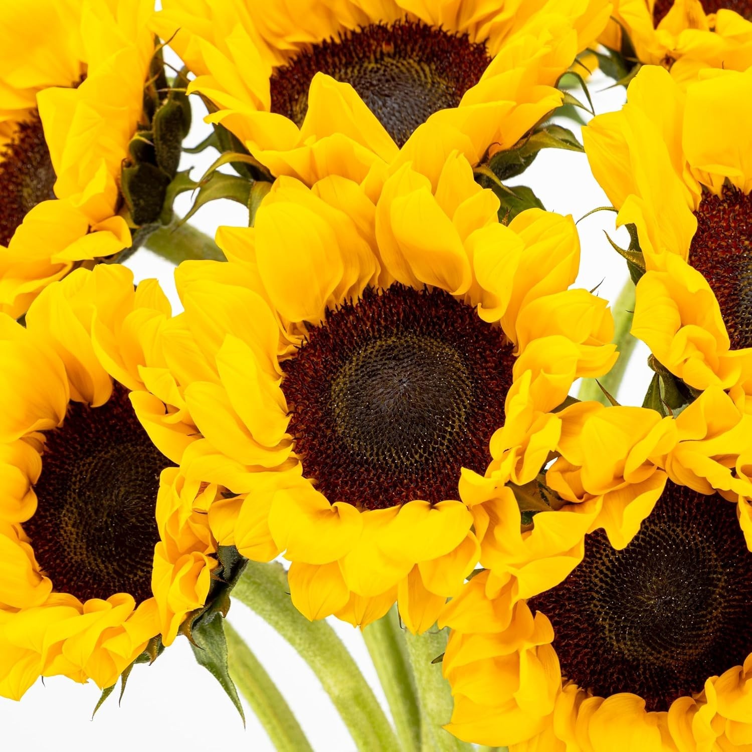 Sunflower Gift Bouquet with Vase 10 Stems for Sympathy and Congratulations