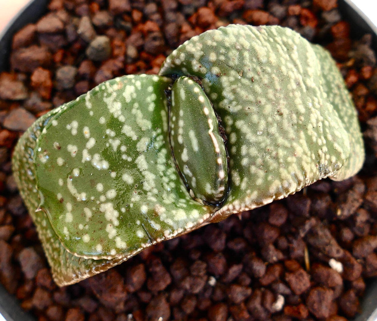 Gastera armstrongii cv ‘Pearl’ SUPER CLONE EX SATO JAPAN – Gasteria | Armstrong’