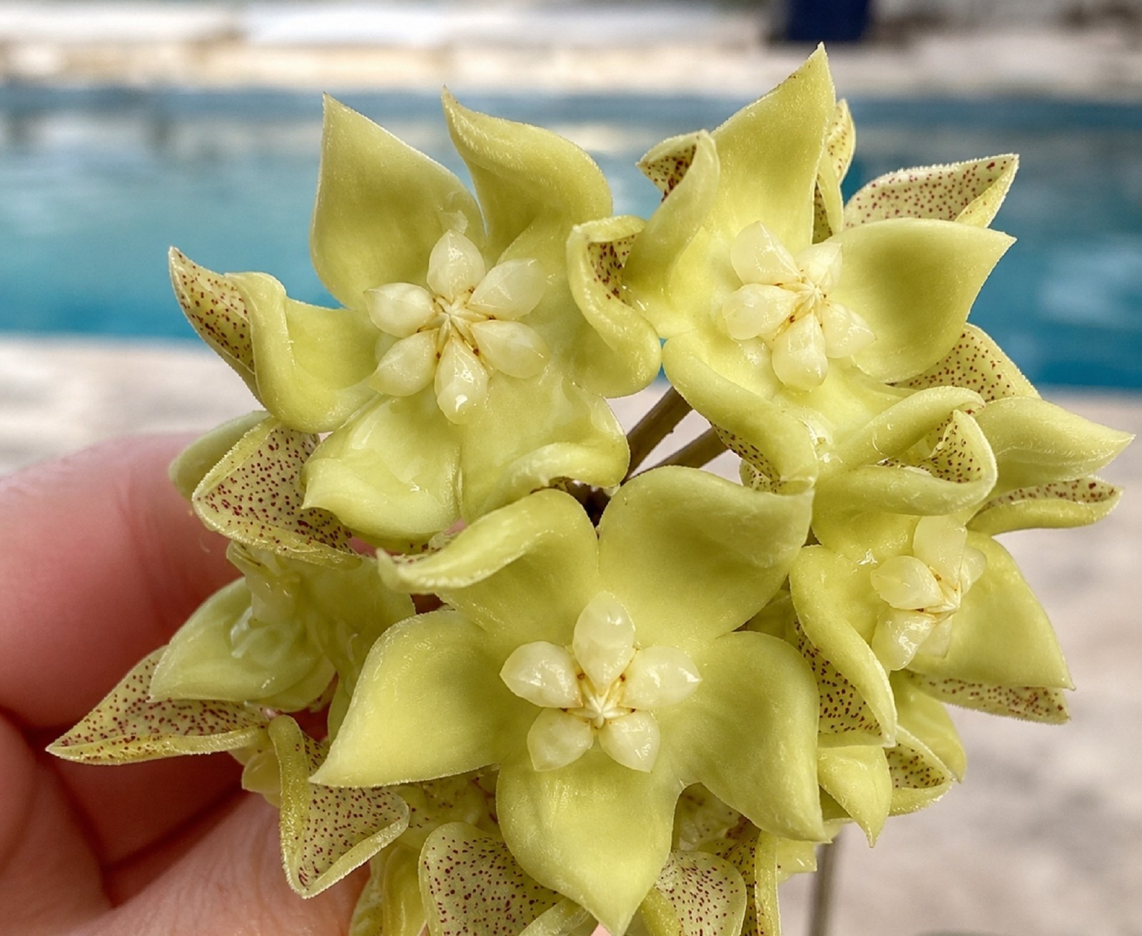 Hoya Lambii Rare Wax Live Rooted Cutting Exotic Hoya Houseplant Collector
