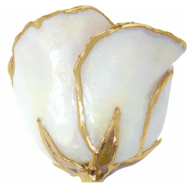 Lacquered White Rose with Gold Trim