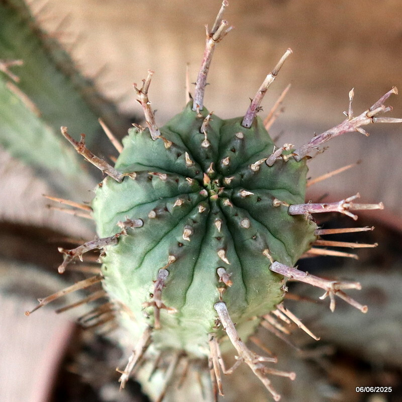 D4488 EUPHORBIA FEROX pot20-H27-W42 cm MaMa Cactus