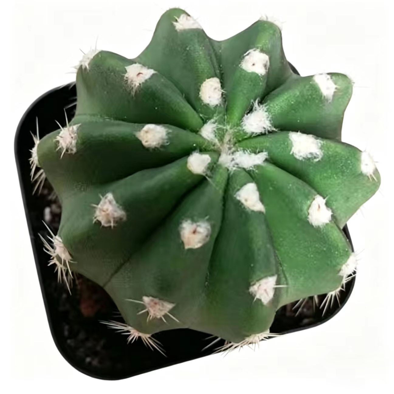 Echinopsis oxygona (Short Hair Ball Cactus) – Live Potted Plant