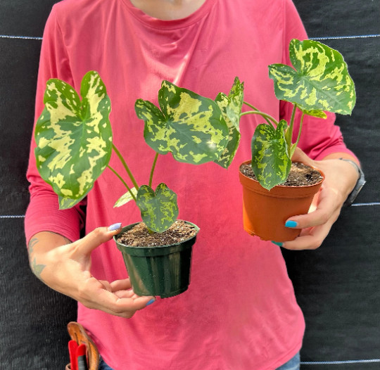 Alocasia Hilo Beauty in 4″ Pot | Elephant Ears Plug | Caladium Indoor & Outdoor
