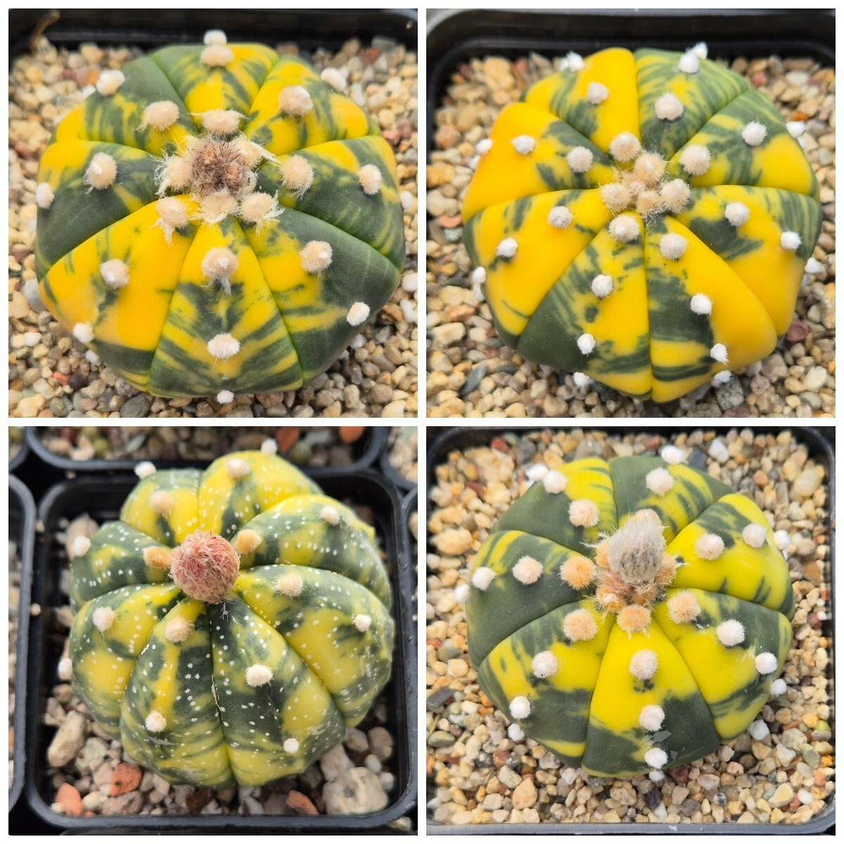 Astrophytum asterias f.variegata 10seeds 2025 year