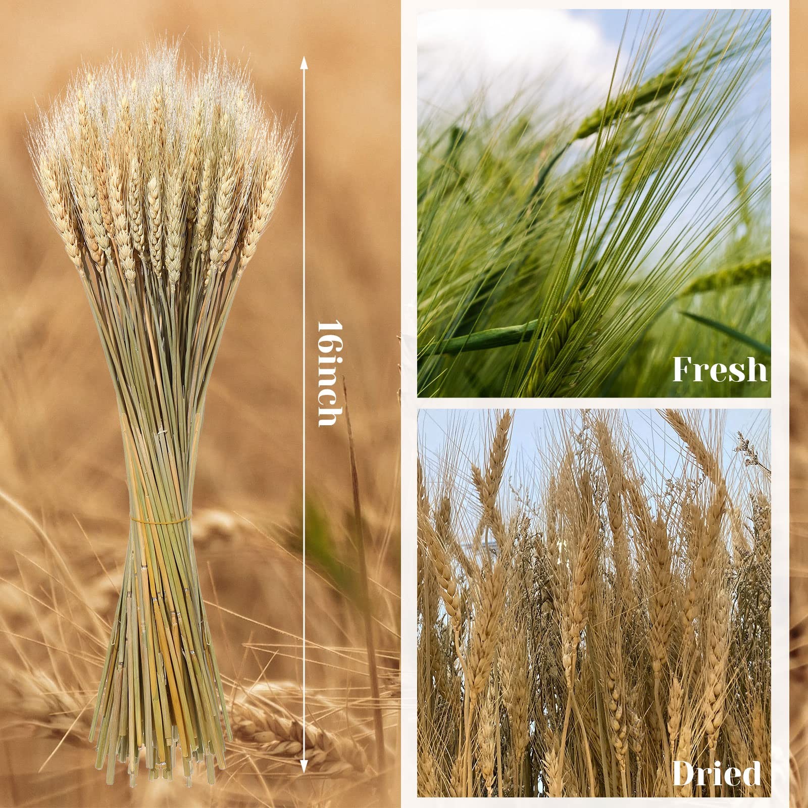 Geosar 600 Stems Dried Wheat Stalks for Decor Natural Wheat Grass Sheaves Bun…