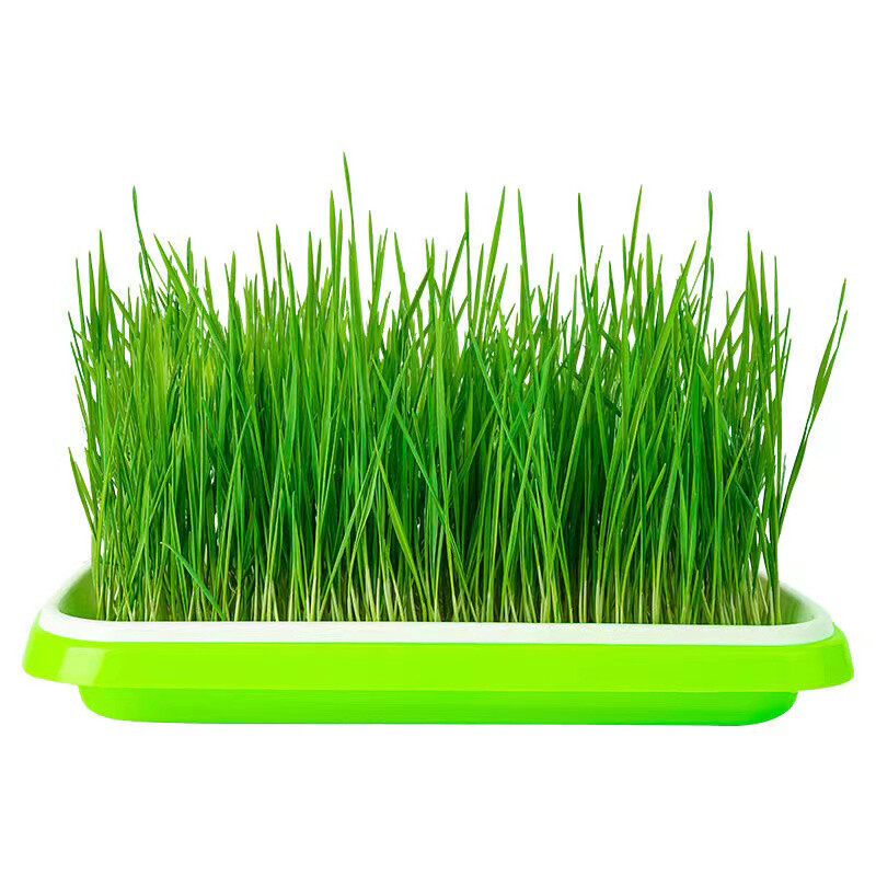 The Cat Ladies Cat Grass for Indoor – Growing Kit – Organic Cat Grass seeds