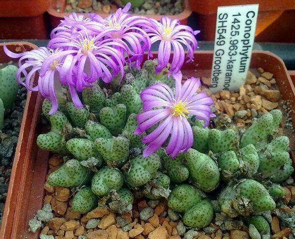 CONOPHYTUM MIX SEEDS 100 PCS 2022 harvest /approximately 20 species/