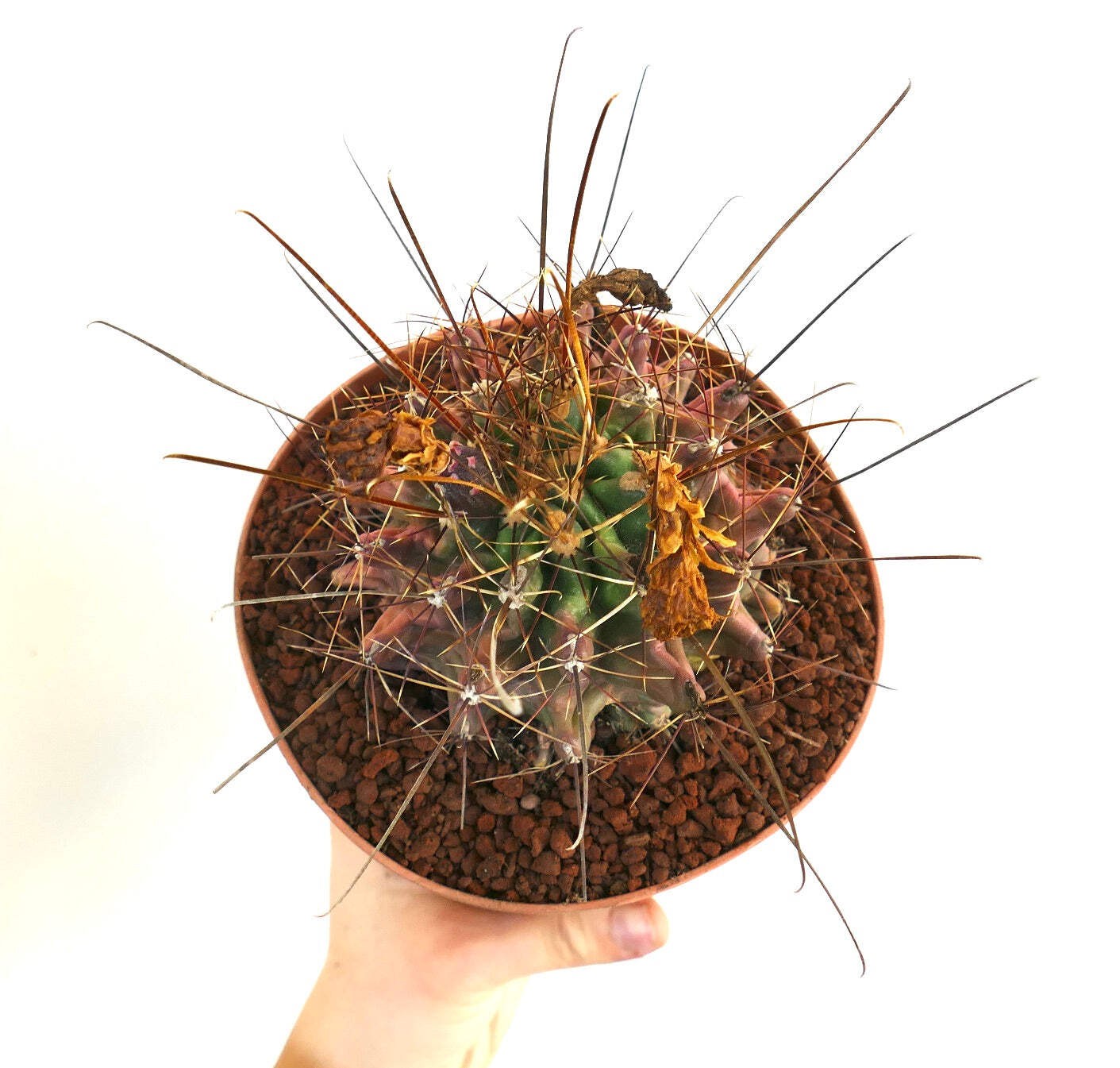 Ferocactus hamatacanthus UNUSUAL RIBS FORMS – Texas barrel cactus | Hooked barre