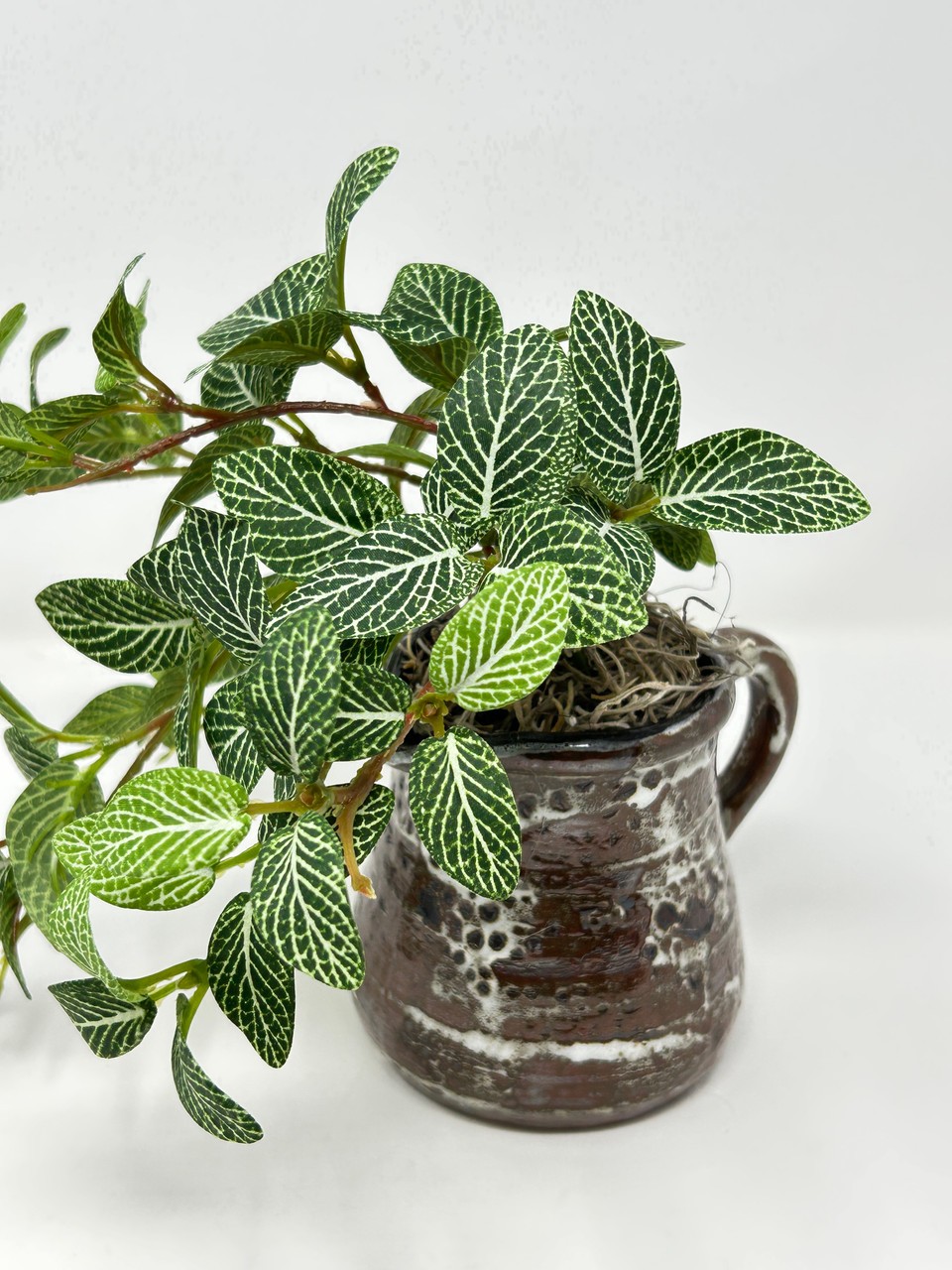 8″ Small Artificial GREEN FITTONIA NERVE faux Silk plant potted in brown Ceramic