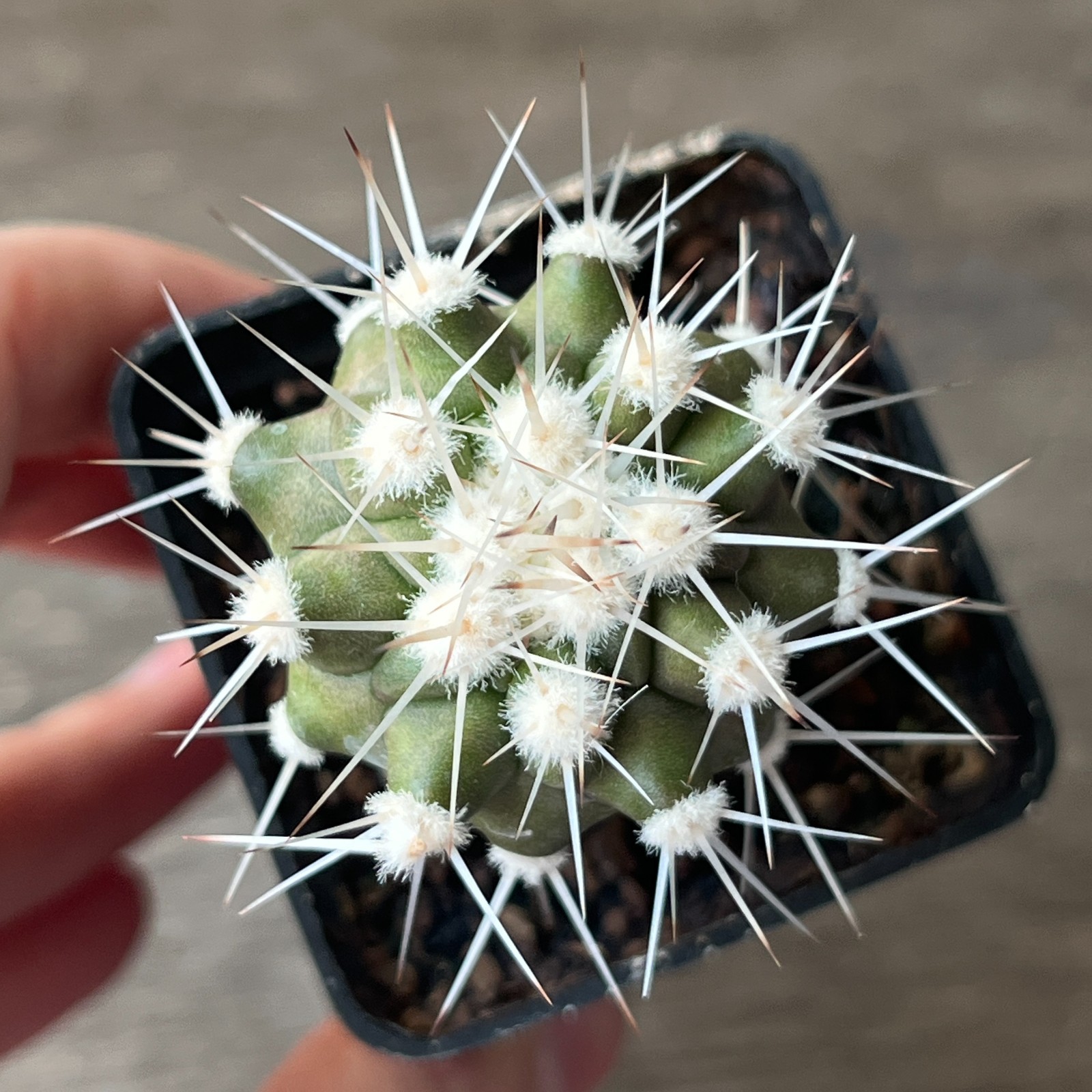 A54-36 Copiapoa cinerea v. albispina, grafted
