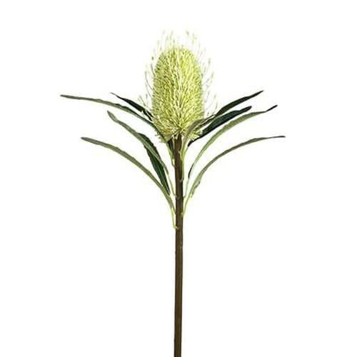 Torre & Tagus Protea Bloom 24″ Stem