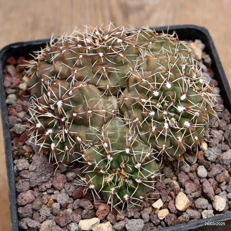 A5686 GYMNOCALYCIUM BALDIANUM MULTIHEADS pot10-H6-W8 cm MaMa cactus