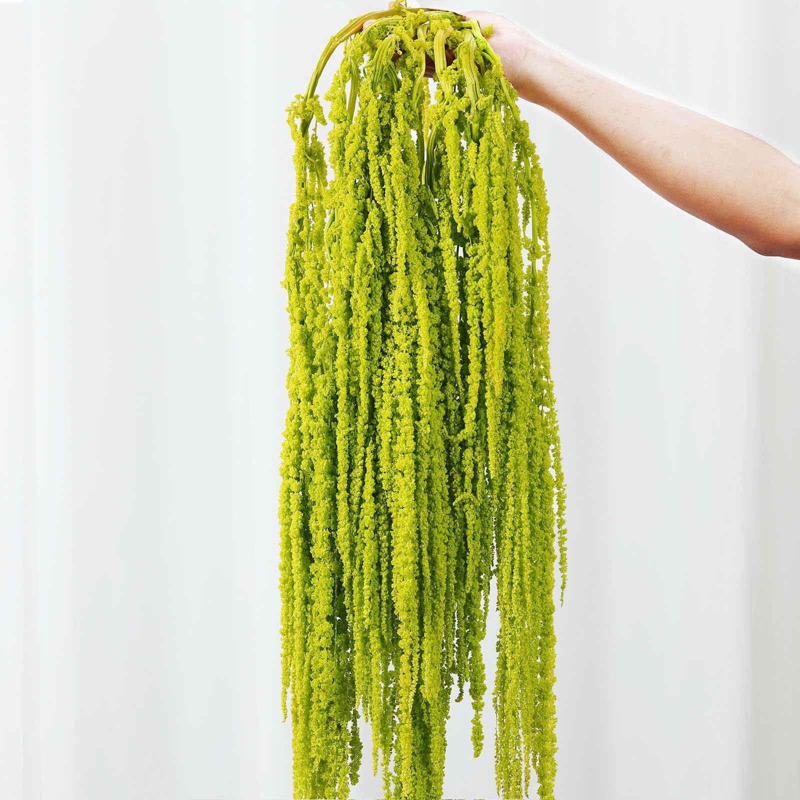 7Pcs Dried Amaranthus Hanging Flowers, 23″ Neon Lime Green Preserved Wisteria…