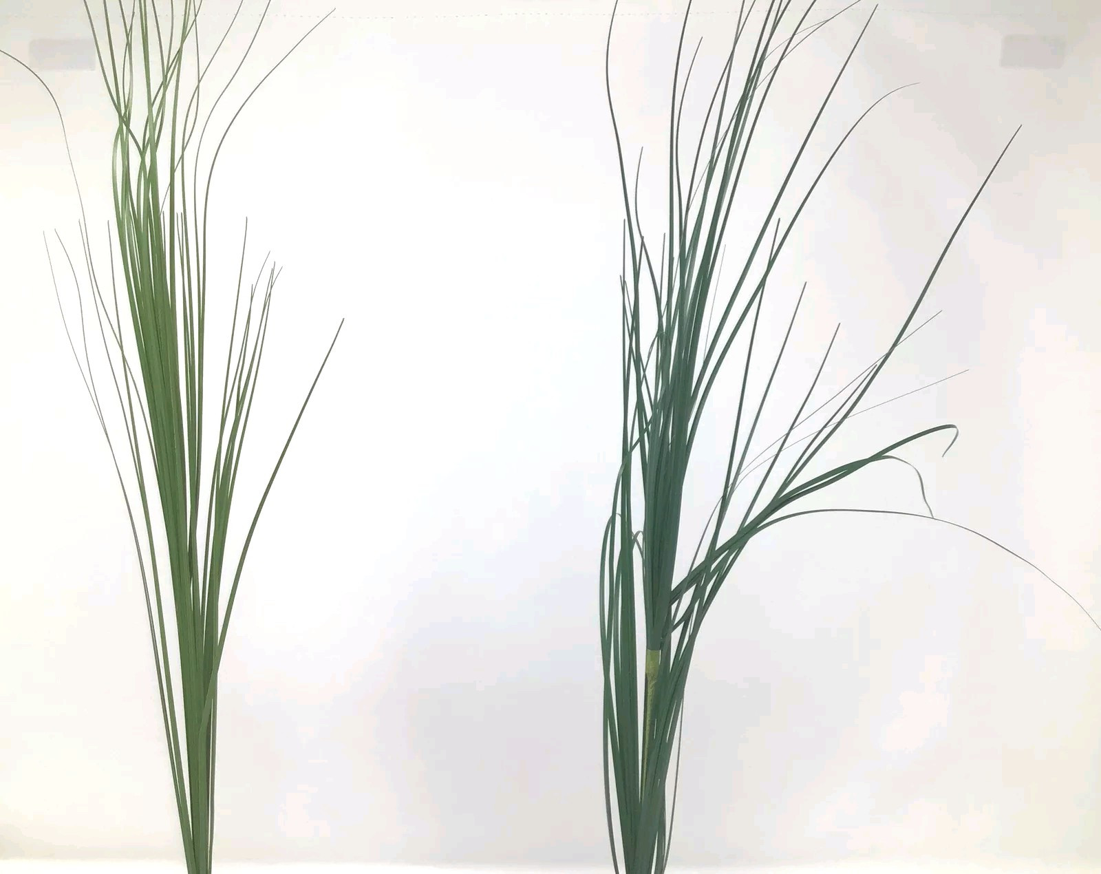 Onion Grass Floral Pick Green 27” Arrangement Basket Filler 2 Picks NOS