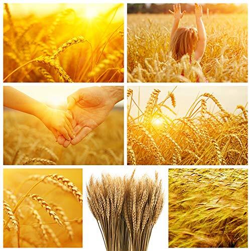 300 Stems 16 Inch Dried Wheat Sheaves, Natural Wheat Stalks Bundle Fall Arran…