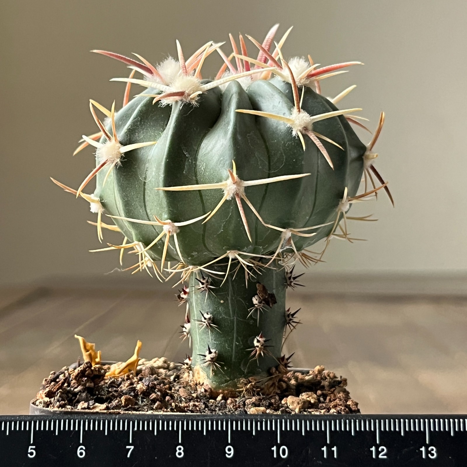 A29-1084 Homocephala texensis, grafted