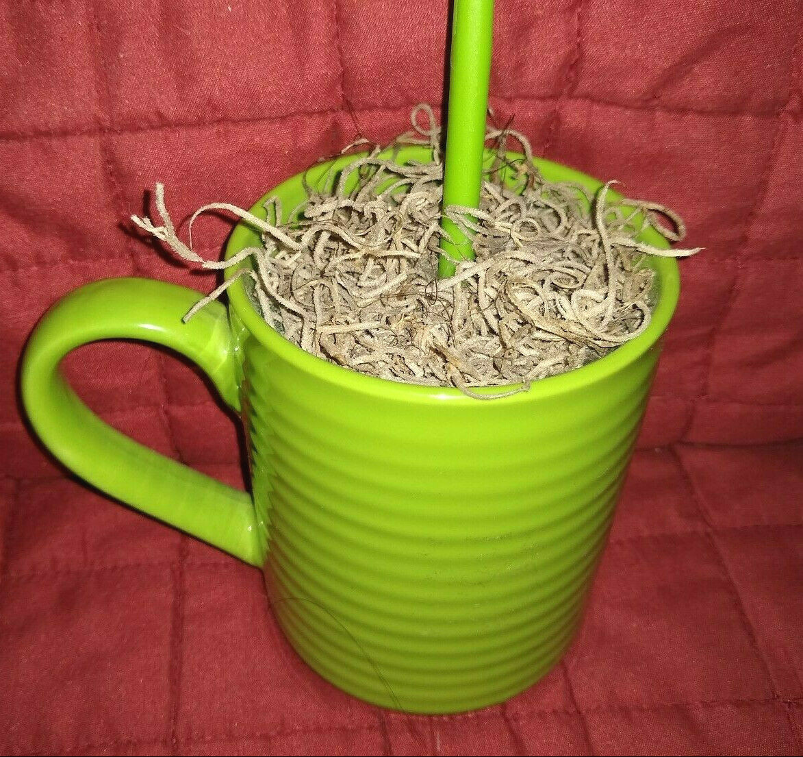 Fiber Optic Color Changing Plastic Flower Daisy in a Green Ceramic Mug Pot