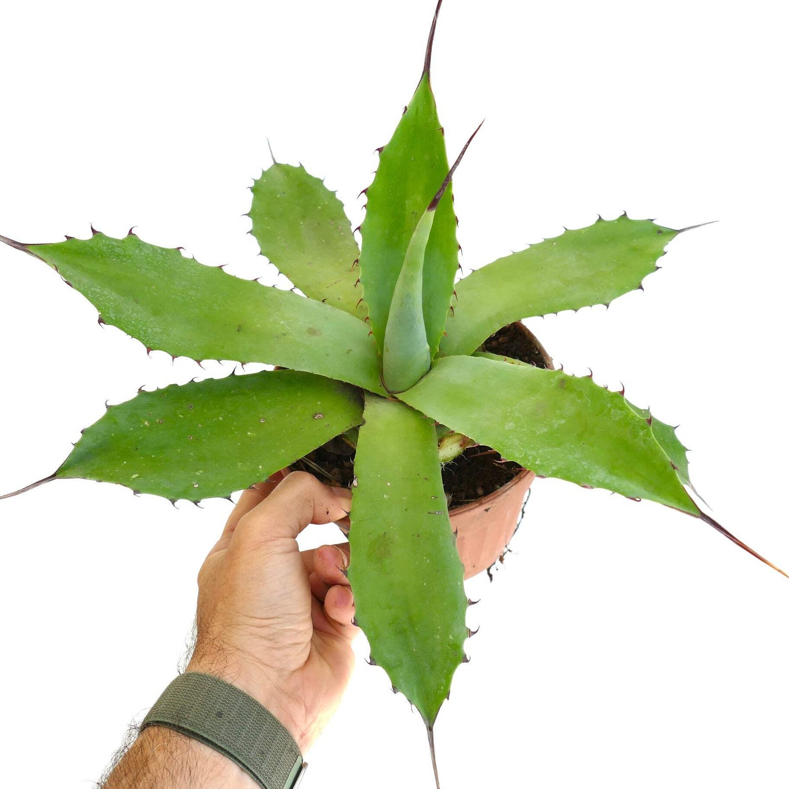 Agave americana x bovicornuta LIGHT GREEN – Century plant hybrid | Cowhorn agave