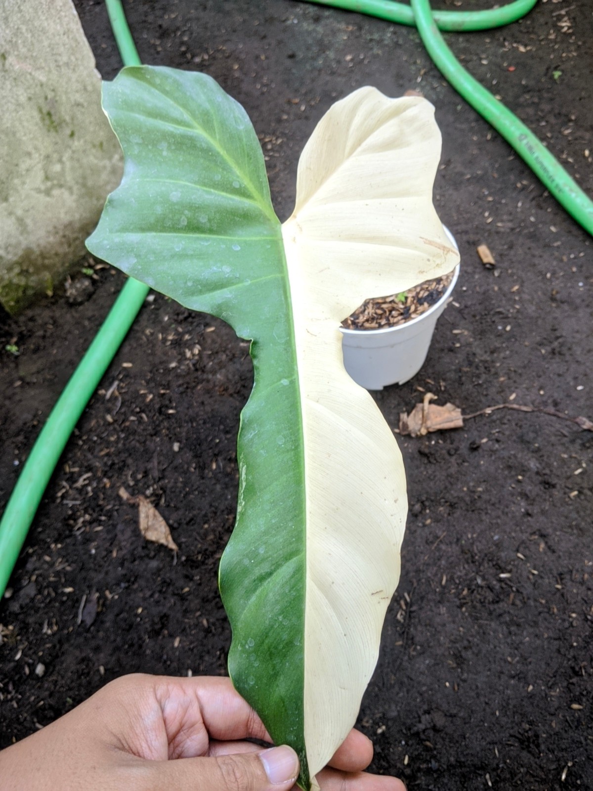 Philodendron Golden Dragon Halfmoon Variegated Large Size Real Picture