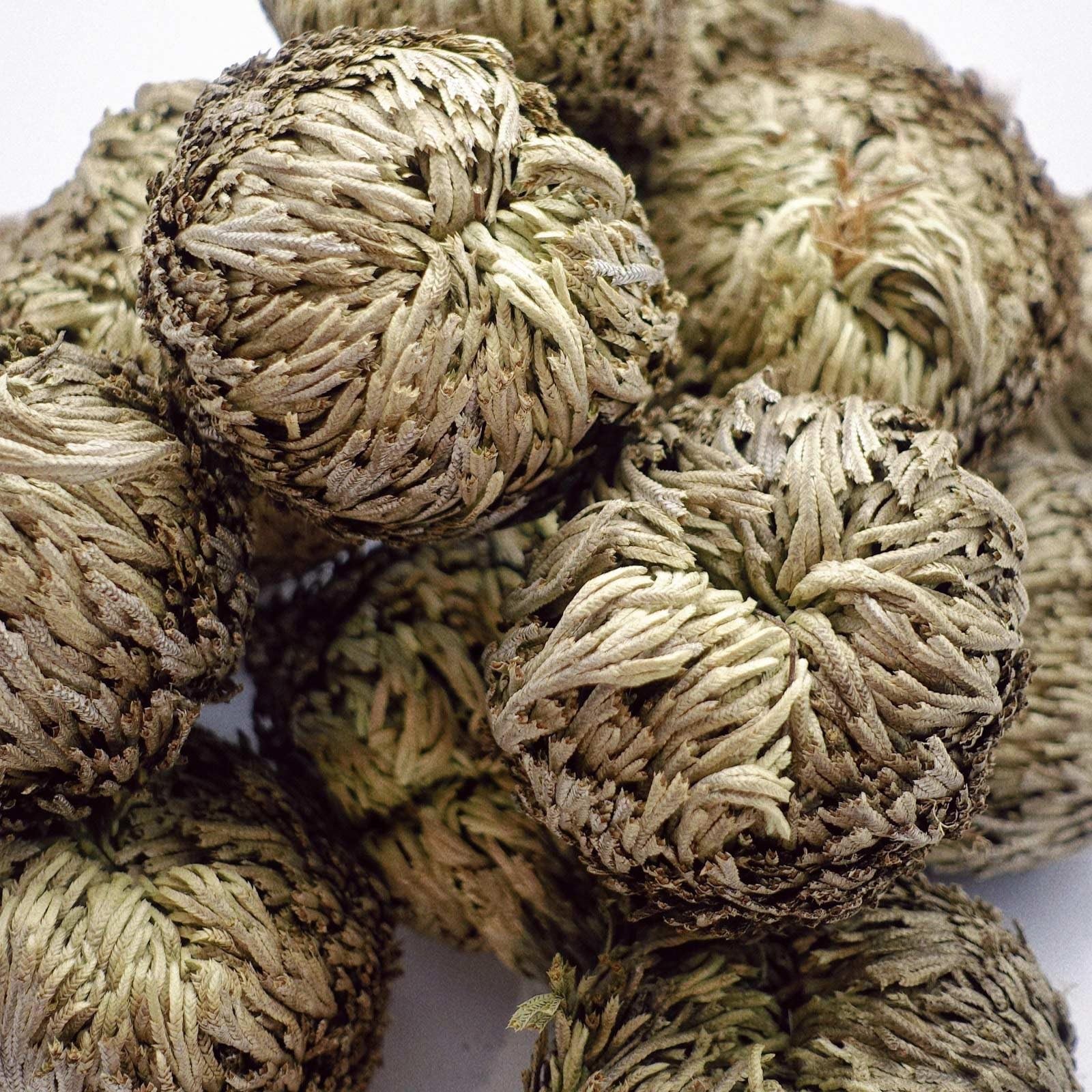 7 Pack Rose of Jericho Dried Plants – Rosa de Jerico Original, Dried Fern Lik…