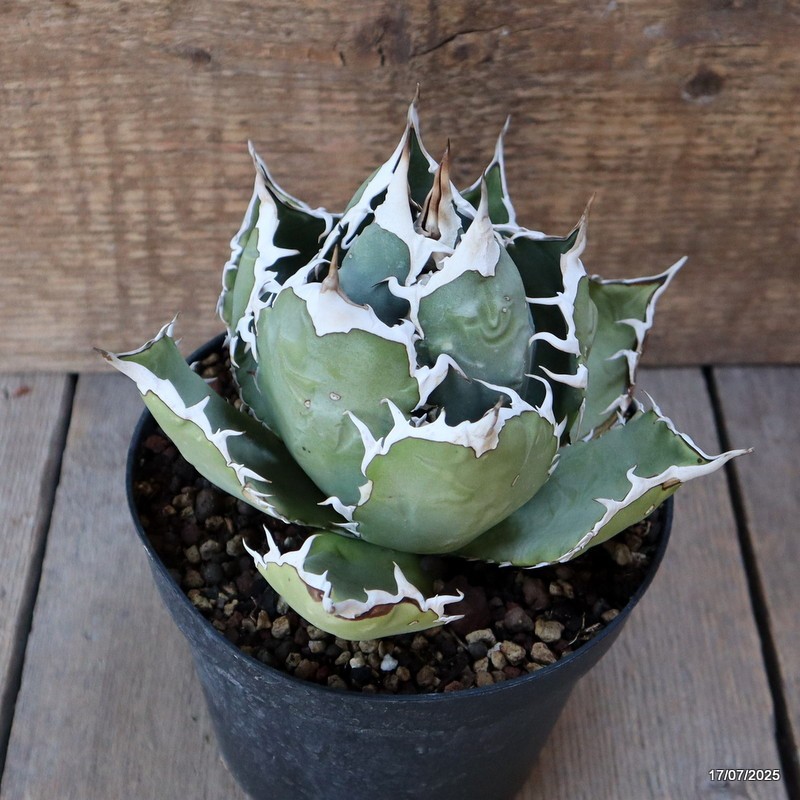 D5354 AGAVE TITANOTA COMPACT pot14-H11-W15 cm MaMa Cactus