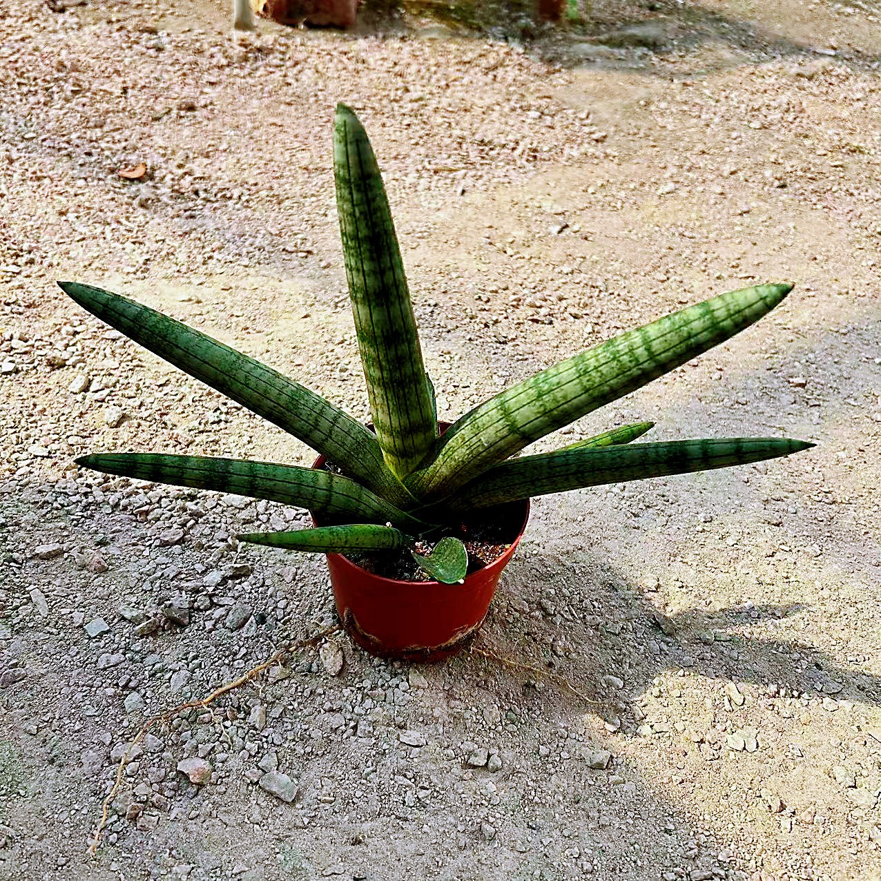 Sansevieria Cylindrica Boncel (Starfish Sansevieria) Snake Plant Mini Sta US