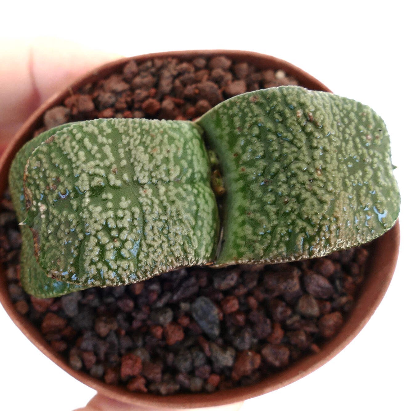 Gasteria armstrongii WHITE PEARL THICK LEAVES (DE LONGHI) – Dwarf Gasteria | Arm