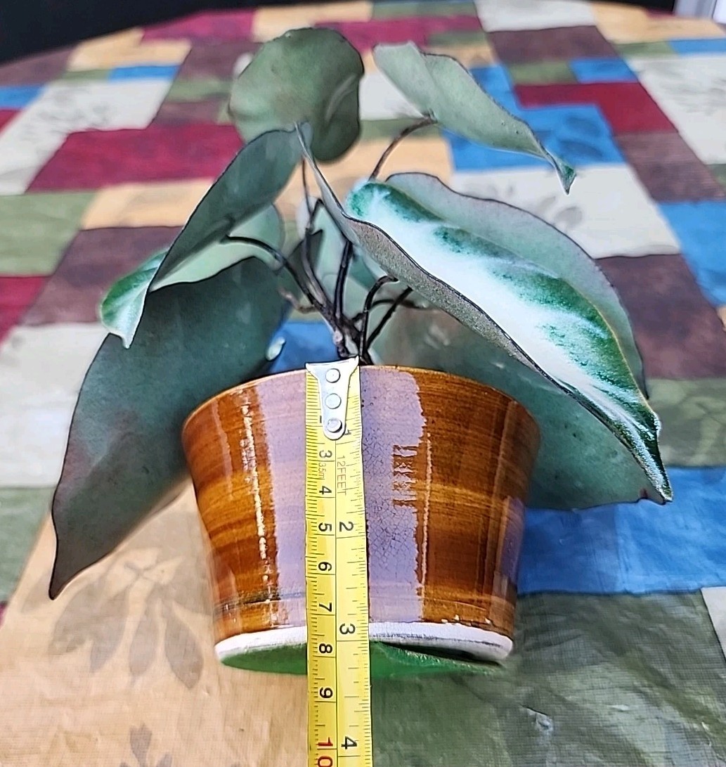 Vintage Enameled Metal Faux Variegated Alocasia Plant W Glazed Brown Pot *READ*