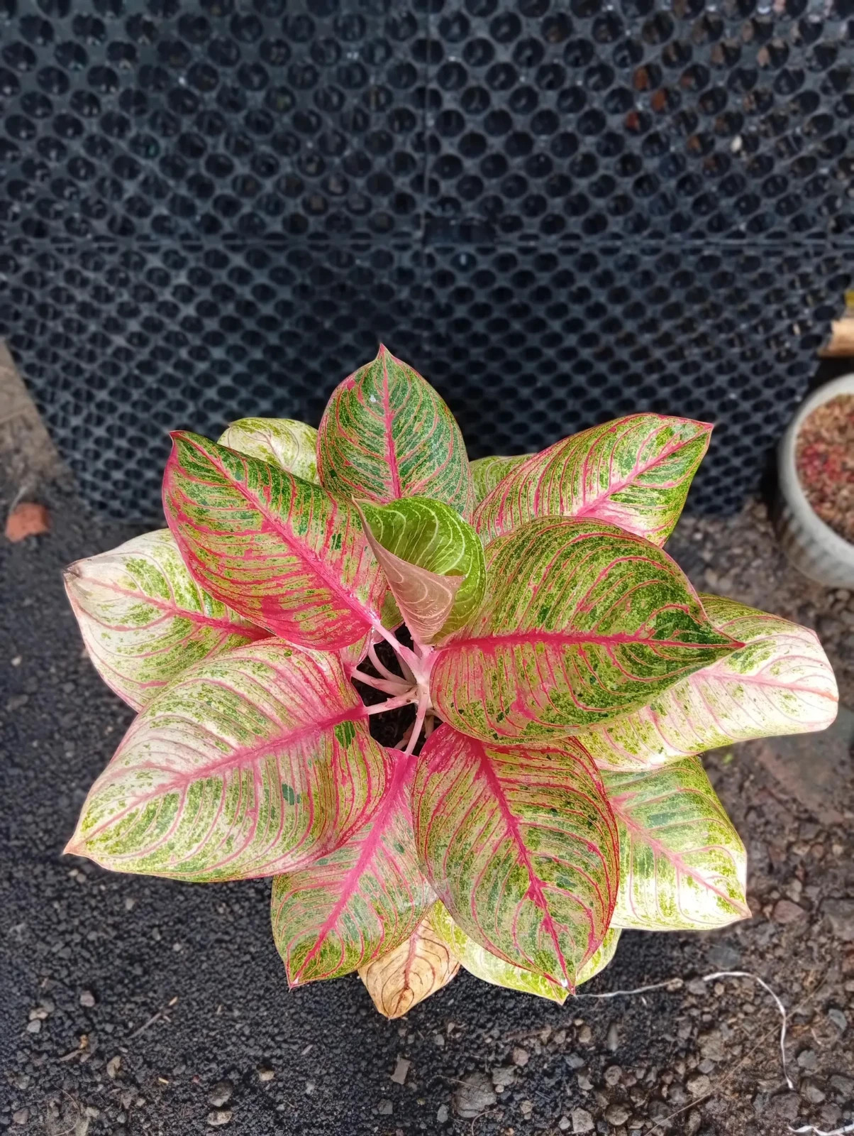 Real Picture Aglaonema Hughes Lush Leaves Medium Size