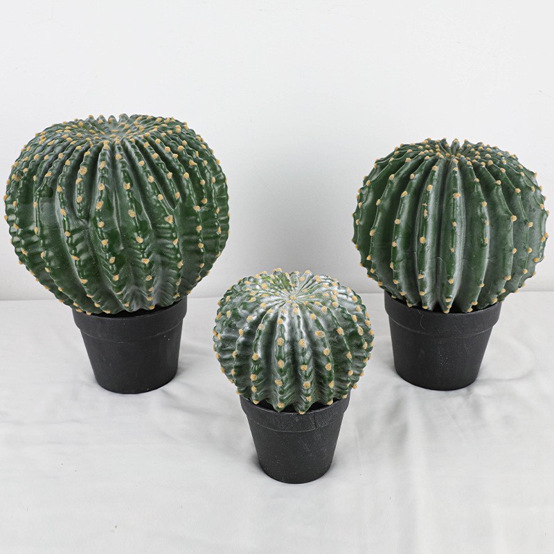 One of Special Beautiful SUCCULENT Cactus Red colour flower rooted plants