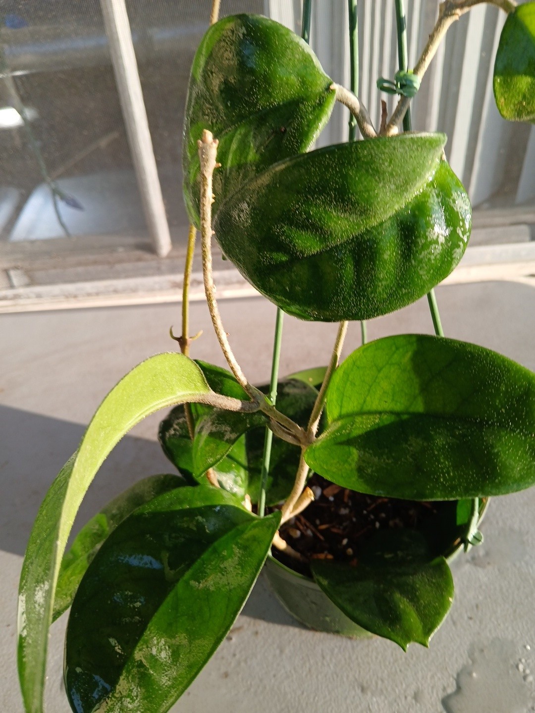 #865- HOYA FUNGI LIVE PLANT, LARGE LEAVES, LARGE PLANT,5″INCHES HANGER POT,