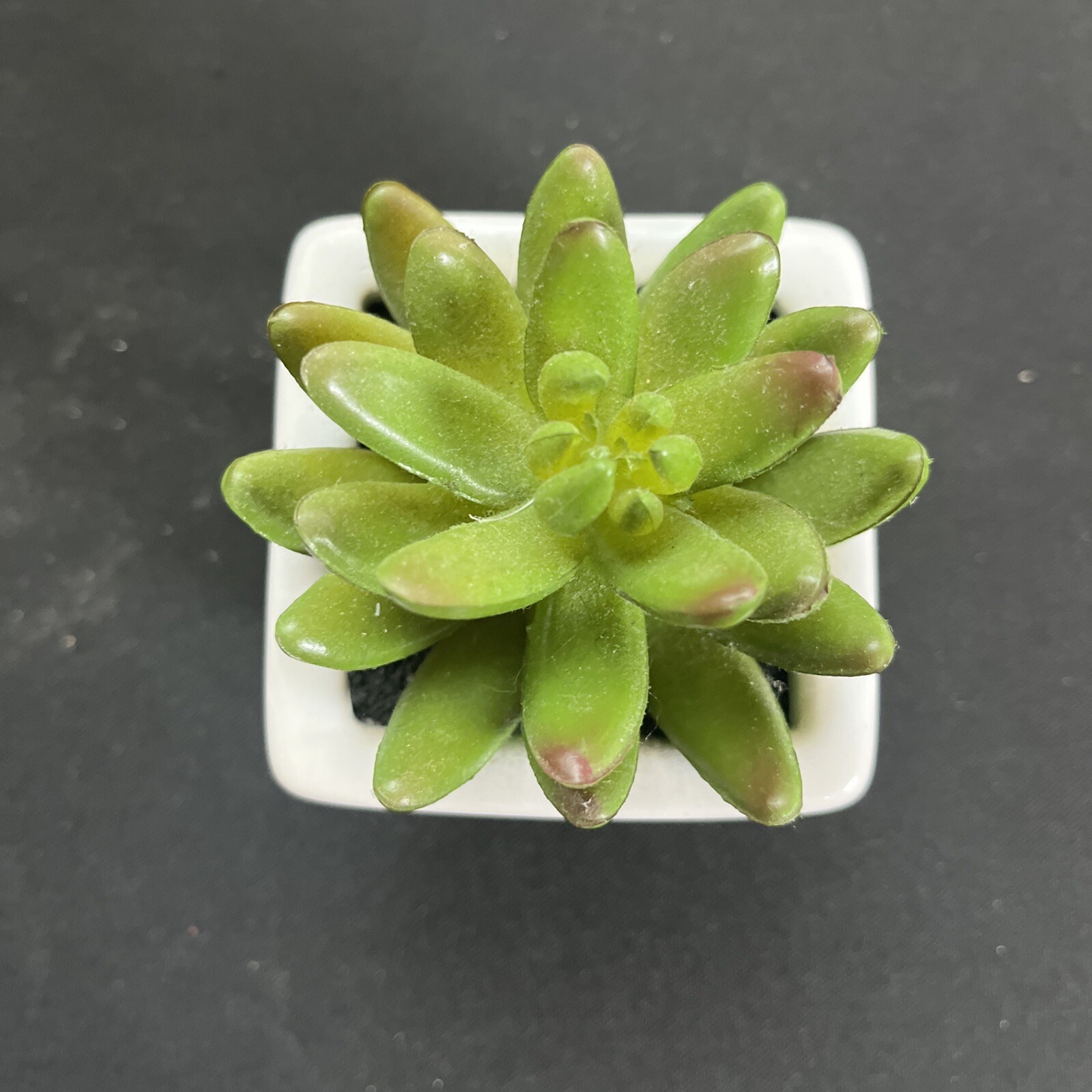 Decorated Brand Small Faux Succulent Plant White Ceramic Pot