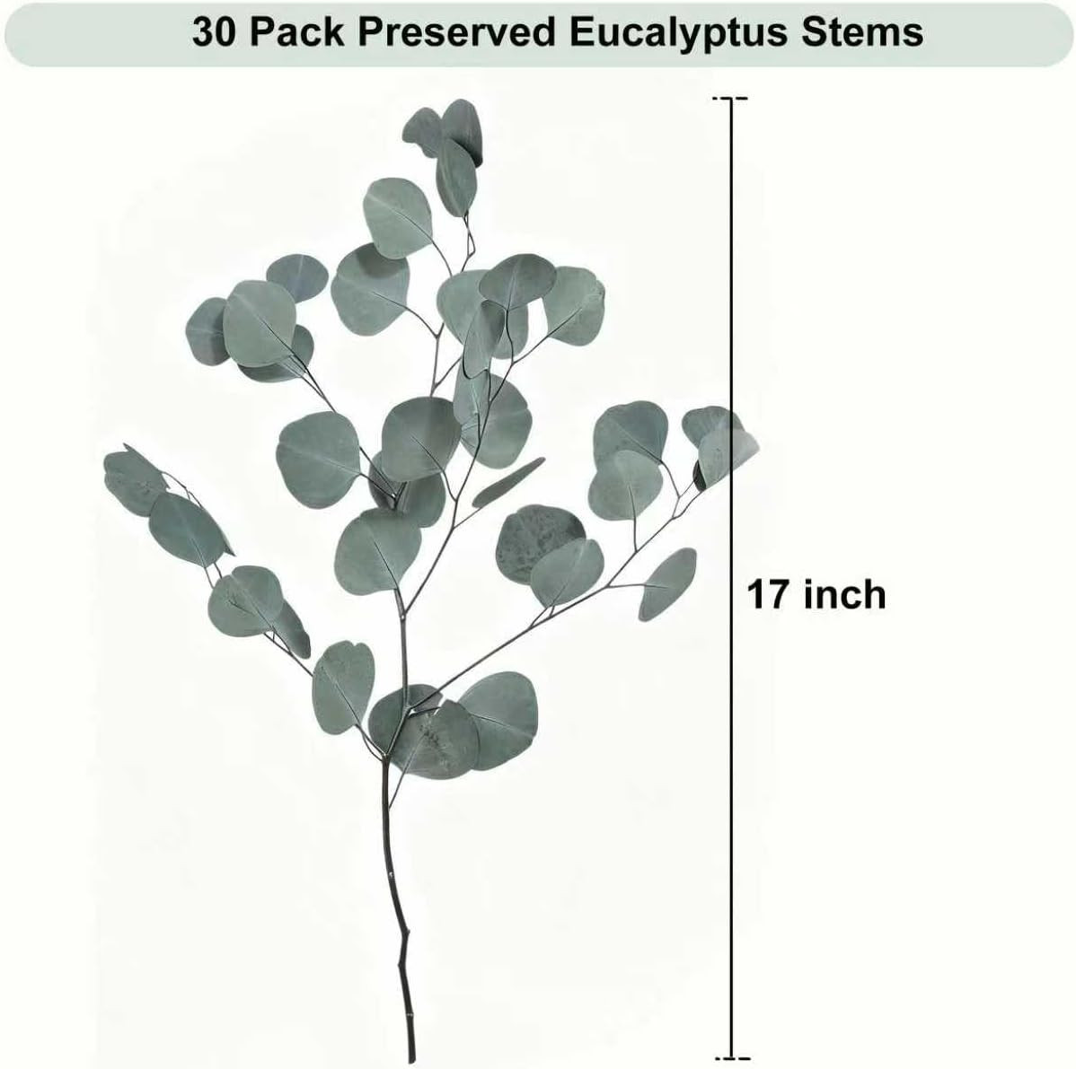 30 Pcs Real Dried Eucalyptus Stems, 17″ Preserved Fresh Eucalyptus Silver Dollar