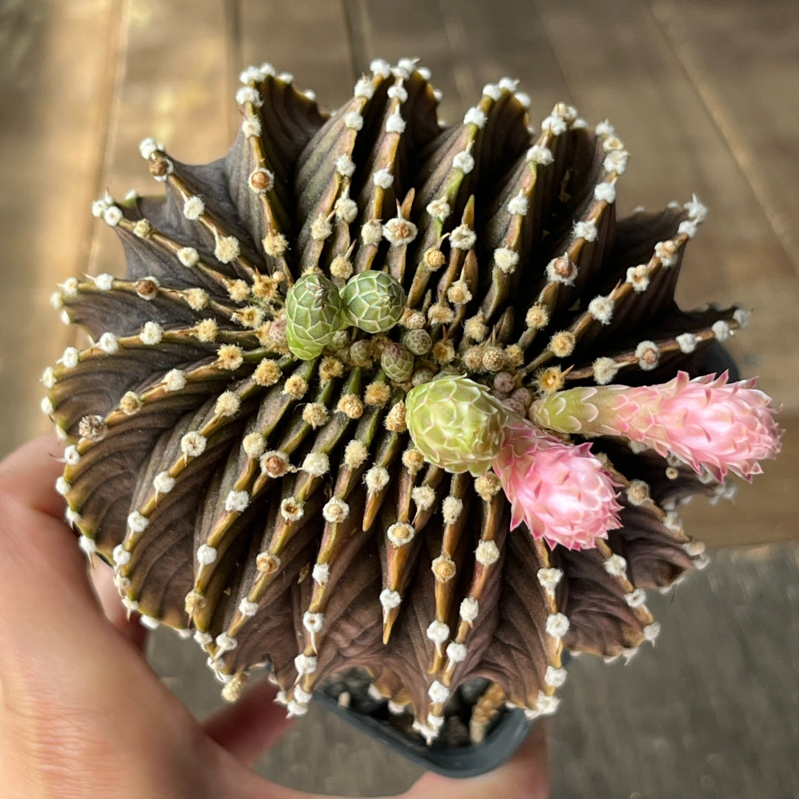 A4-2016 Gymnocalycium friedrichii LB2178, AGUA Dulce, cristata, grafted