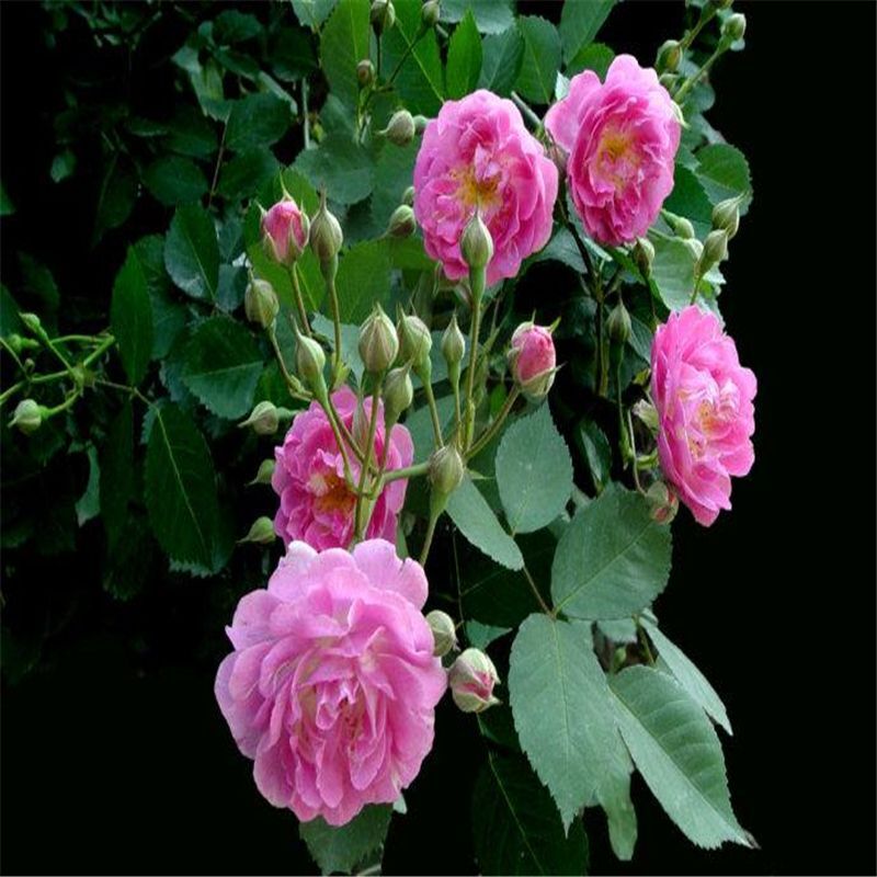 (10) CLIMBER ROSE SEEDS perennial flower garden climbing plant USA SELLER TRACK
