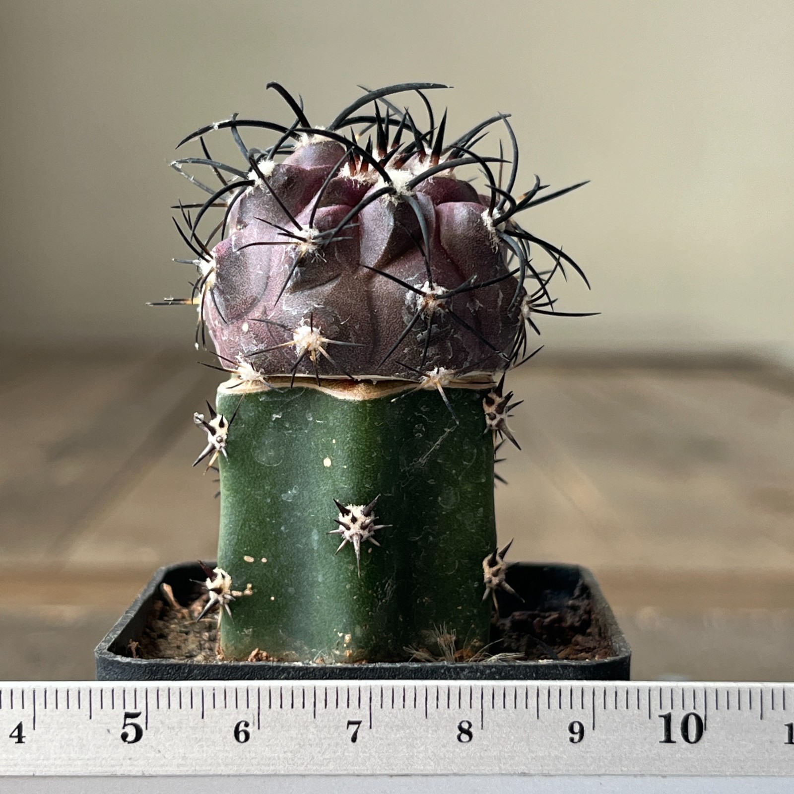 A31-216 Copiapoa griseoviolacea, JN1651, Hacienda Nicolasa, grafted