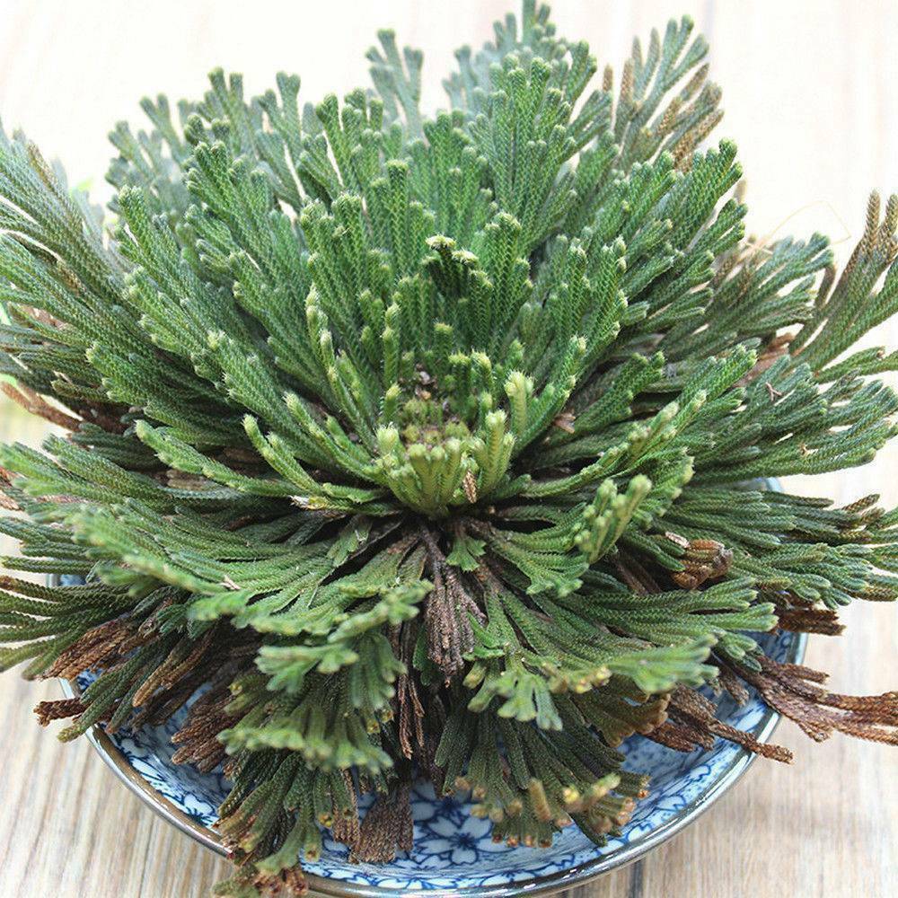 Rose of Jericho, 1-10 Packs- Resurrection Flower – Ferns – Live Plant Bulb Rose