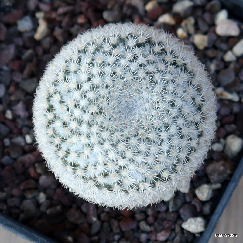 A2187 MAMMILLARIA PERBELLA pot10-H8-W6 cm MaMa Cactus