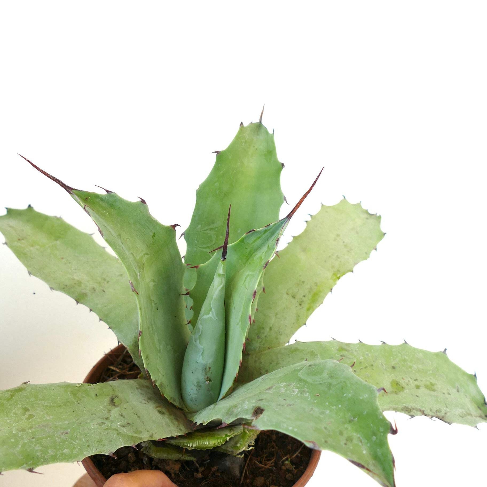 Agave macroacantha X Agave americana – VARIEGATED VARIEGATE VARIEGATA