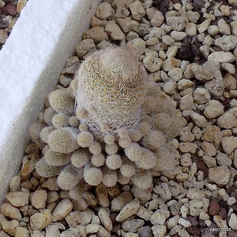 D5508 EPITHELANTHA POLYCEPHALA potX-H7-W6 cm MaMa Cactus