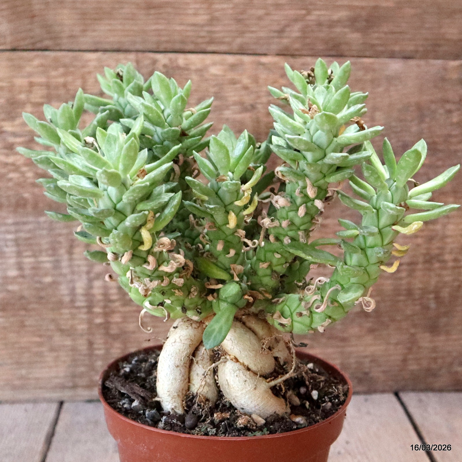 D8031 MONADENIUM LUGARDIAE pot12-H18-W19 cm MaMa Cactus