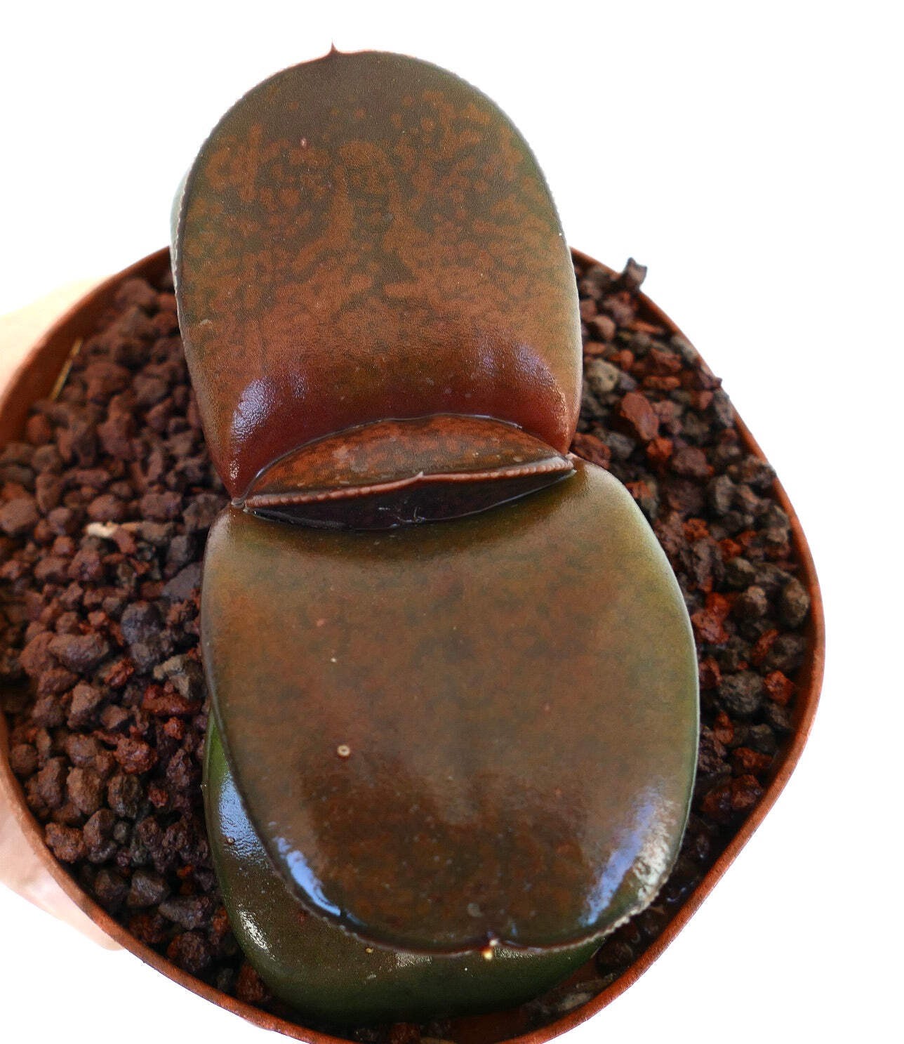 Gasteria pillansii cv 滑らか肌 BROWN-RED FORM – Namaqua gasteria | Pillans’ gasteria