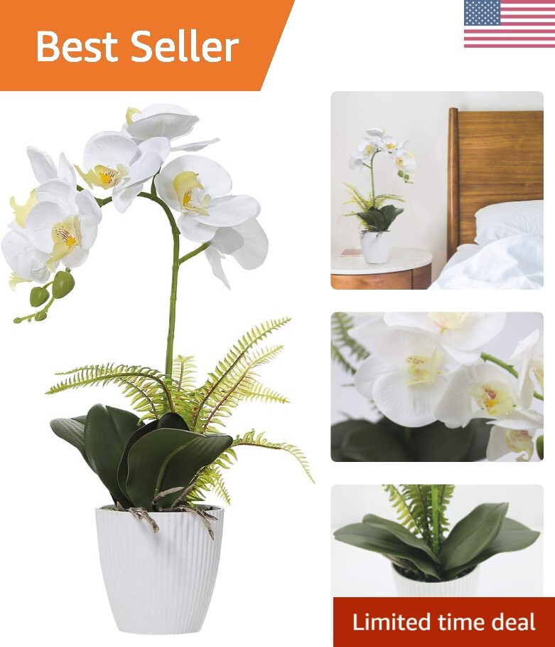 Decorative 16-Inch White Orchid – Perfect for Homes & Events – Low Maintenance