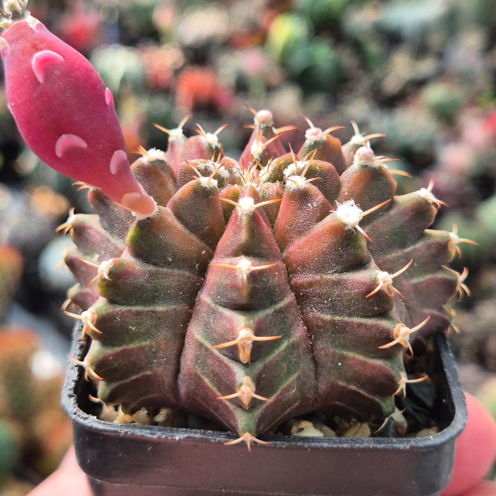 Gymnocalycium mihanovichii ‘Neon Braun’ 20seeds harvest 2025