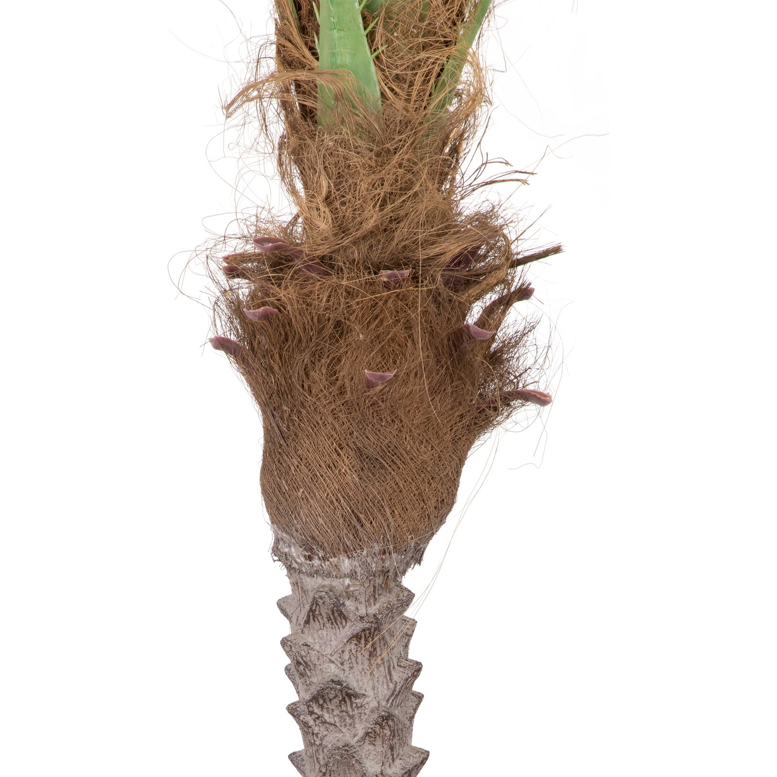 Northlight 7.25 Potted Artificial Green and Brown Phoenix Palm Tree
