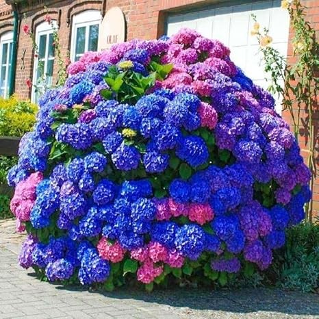 25 Pcs Colorful Hydrangea – Blue, Pink & Purple Hardy Perennial Flowers