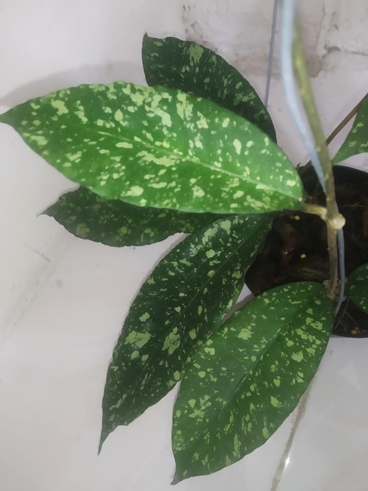 Hoya SP Aceh Honey Dew Rare Tropical Indor Outdor Wax Plant